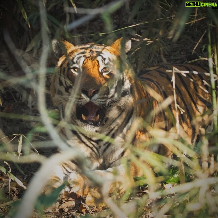 Mahendra Singh Dhoni Instagram - When u spot the tiger on ur own and he obliges u with just enough time to click a few pics.Visit to kanha was outstanding