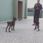 Mahendra Singh Dhoni Instagram -