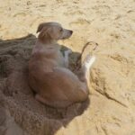 Maisa Silva Instagram - valeu o risco!!! 🇧🇷🐶🌡🫶🏼⛱️ Rio de Janeiro, Rio de Janeiro