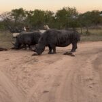 Maria Hinojosa Instagram - 🌍🦏 🐘 🦁🥰 Enjoy!