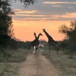 Maria Hinojosa Instagram - No filter. 🦒🦒🦒🦒🦒🦒🦒🦒