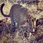 Maria Hinojosa Instagram - THIS CLOSE 🐆🐆🐆🐆🐆🐆🐆🌍🌍🌍🌍🌍🌍🌍🌍🌍🌍🌍