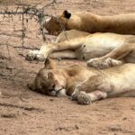 Maria Hinojosa Instagram - 🌍🦏 🐘 🦁🥰 Enjoy!