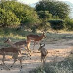 Maria Hinojosa Instagram - Safari saved my life earlier this year. Enjoy the pics. Last posts before I go dark till Sept. Remember, what doesn’t kill you makes you stronger. Nature heals. And animals don’t betray friendship bc they have no ego and are grounded in love 🥰