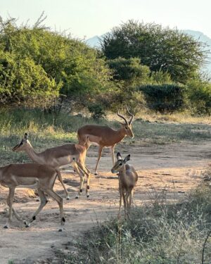 Maria Hinojosa Instagram - Safari saved my life earlier this year. Enjoy the pics. Last posts before I go dark till Sept. Remember, what doesn’t kill you makes you stronger. Nature heals.  And animals don’t betray friendship bc they have no ego and are grounded in love 🥰