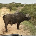 Maria Hinojosa Instagram - Safari saved my life earlier this year. Enjoy the pics. Last posts before I go dark till Sept. Remember, what doesn’t kill you makes you stronger. Nature heals. And animals don’t betray friendship bc they have no ego and are grounded in love 🥰