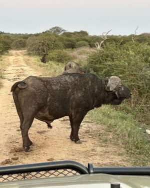 Maria Hinojosa Instagram - Safari saved my life earlier this year. Enjoy the pics. Last posts before I go dark till Sept. Remember, what doesn’t kill you makes you stronger. Nature heals.  And animals don’t betray friendship bc they have no ego and are grounded in love 🥰