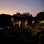 Maria Hinojosa Instagram - Safari saved my life earlier this year. Enjoy the pics. Last posts before I go dark till Sept. Remember, what doesn’t kill you makes you stronger. Nature heals. And animals don’t betray friendship bc they have no ego and are grounded in love 🥰