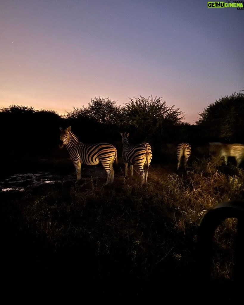 Maria Hinojosa Instagram - Safari saved my life earlier this year. Enjoy the pics. Last posts before I go dark till Sept. Remember, what doesn’t kill you makes you stronger. Nature heals. And animals don’t betray friendship bc they have no ego and are grounded in love 🥰