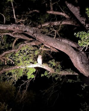 Maria Hinojosa Instagram - Safari saved my life earlier this year. Enjoy the pics. Last posts before I go dark till Sept. Remember, what doesn’t kill you makes you stronger. Nature heals.  And animals don’t betray friendship bc they have no ego and are grounded in love 🥰
