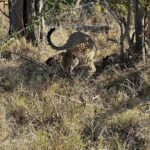 Maria Hinojosa Instagram - Safari saved my life earlier this year. Enjoy the pics. Last posts before I go dark till Sept. Remember, what doesn’t kill you makes you stronger. Nature heals. And animals don’t betray friendship bc they have no ego and are grounded in love 🥰