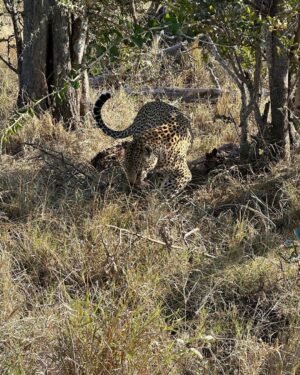 Maria Hinojosa Instagram - Safari saved my life earlier this year. Enjoy the pics. Last posts before I go dark till Sept. Remember, what doesn’t kill you makes you stronger. Nature heals.  And animals don’t betray friendship bc they have no ego and are grounded in love 🥰