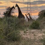 Maria Hinojosa Instagram - Safari saved my life earlier this year. Enjoy the pics. Last posts before I go dark till Sept. Remember, what doesn’t kill you makes you stronger. Nature heals. And animals don’t betray friendship bc they have no ego and are grounded in love 🥰