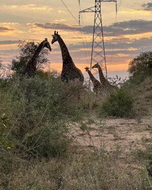 Maria Hinojosa Instagram - Safari saved my life earlier this year. Enjoy the pics. Last posts before I go dark till Sept. Remember, what doesn’t kill you makes you stronger. Nature heals.  And animals don’t betray friendship bc they have no ego and are grounded in love 🥰