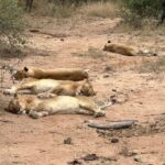 Maria Hinojosa Instagram - That’s a wrap. See the sleeping lions too. Practiced silence. Opened my eyes and ears. Witnessed the unbelievable. Filled with hope. So grateful to my fam for supporting me to come all alone on Safari. Gracias Busami and @st_john_gunn Life changing 🌍🇿🇦🙏🏽🐆🐆🐆🐘🐘🐘🐘🦒🦓