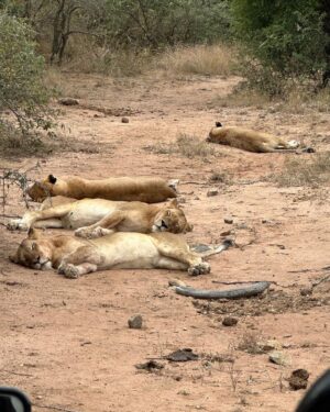 Maria Hinojosa Instagram - That’s a wrap. See the sleeping lions too. Practiced silence. Opened my eyes and ears. Witnessed the unbelievable. Filled with hope. So grateful to my fam for supporting me to come all alone on Safari. Gracias Busami and  @st_john_gunn Life changing 🌍🇿🇦🙏🏽🐆🐆🐆🐘🐘🐘🐘🦒🦓