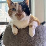Maria Hinojosa Instagram - La vida te quita y te da. RIP SAFIYA 10-13-23 at 13 years old. We love you Safi and miss you. 😿😿😿😿😿😿😿😿😿😿😿😿😿