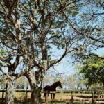 Marina Ruy Barbosa Instagram - Farm days 🐎♥️🍂