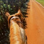Marina Ruy Barbosa Instagram - Farm days 🐎♥️🍂