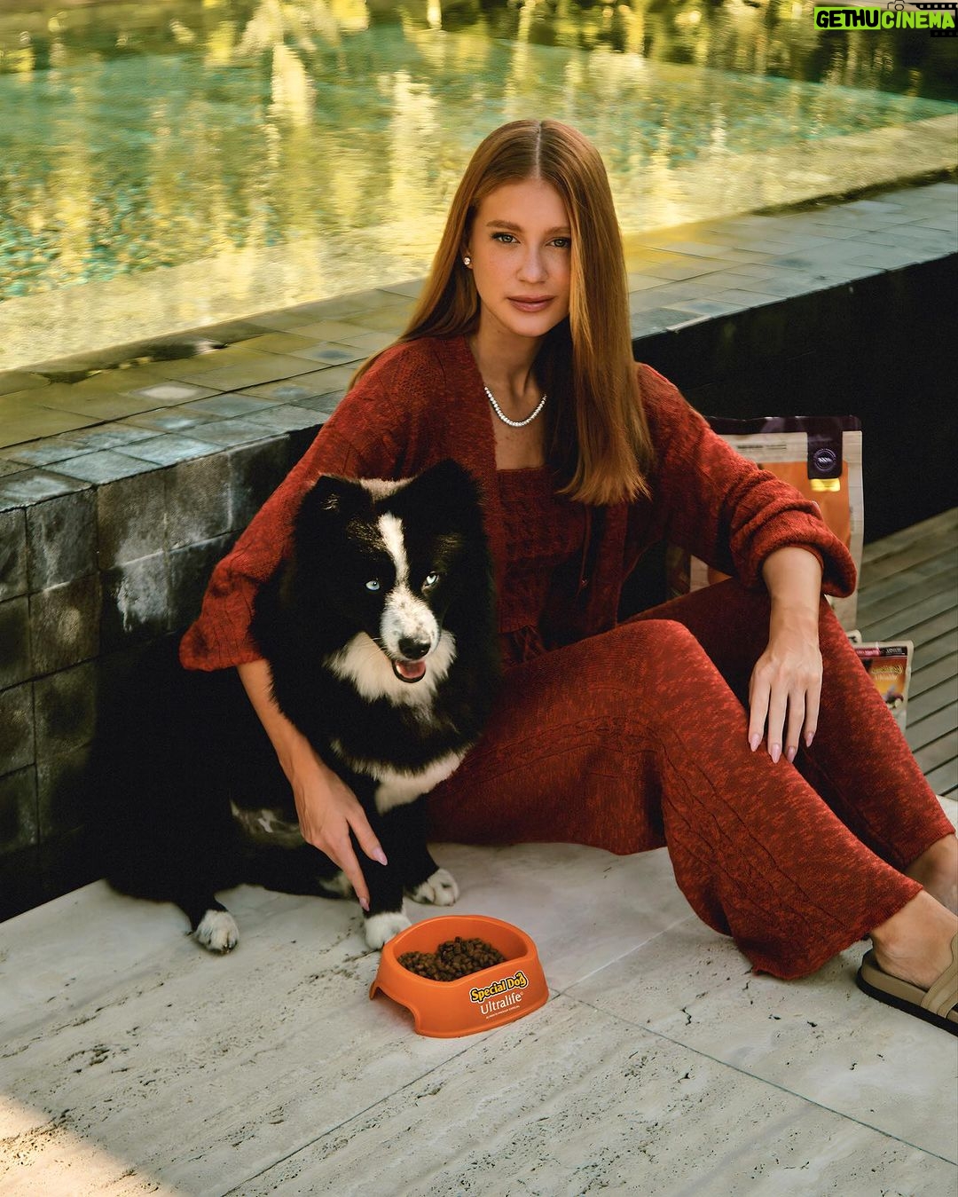 Marina Ruy Barbosa Instagram - Sig é meu modelo favorito. Um momento de apreciação, por favor! 🧡 Uma dica para os papais de pet é @specialdogoficial que agora está com uma embalagem ainda mais linda e com zero corantes. O Sig ama! :)