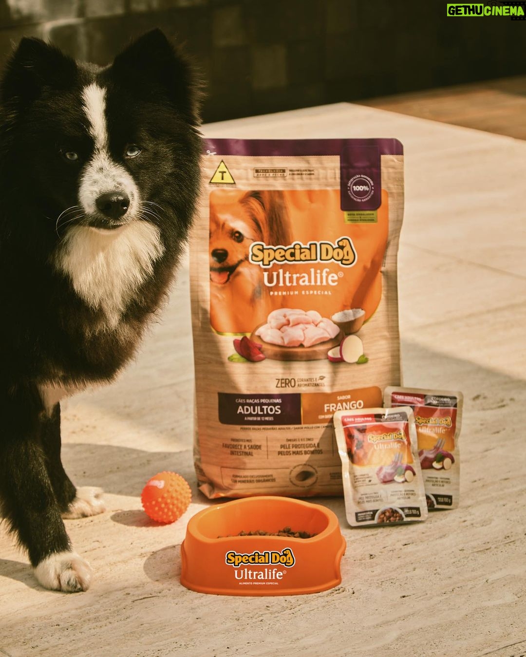 Marina Ruy Barbosa Instagram - Sig é meu modelo favorito. Um momento de apreciação, por favor! 🧡 Uma dica para os papais de pet é @specialdogoficial que agora está com uma embalagem ainda mais linda e com zero corantes. O Sig ama! :)