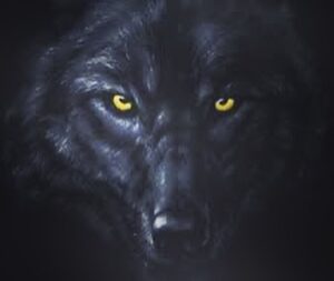 Markus Perez Instagram - WOLF EYES...I AM HUNGRY!!!
🐺

@acaifrutabrasileiraoficial @alexdavismma @mickmaynard2