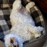 Marlee Matlin Instagram - Happy International Dog Day…..Desi couldn’t care less how he looks…but he does care about his treats and he didn’t have some tonight because he got ahold of human treats he found in the family room. #desi #notahappycampertonight #10yearsold #havanese #stillcute