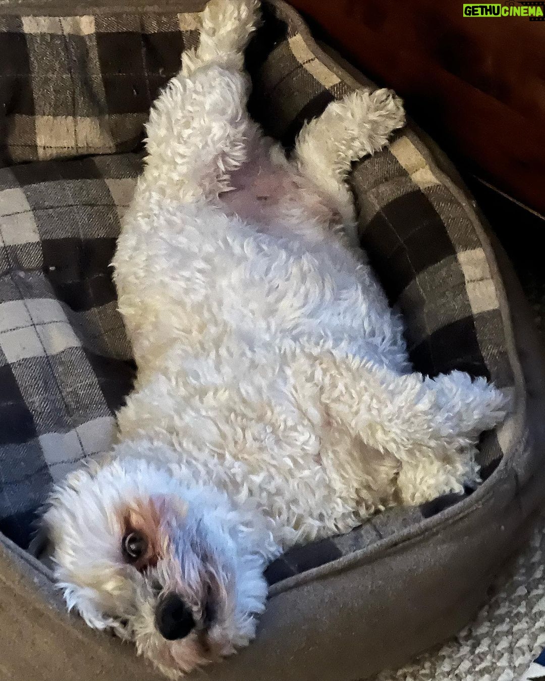 Marlee Matlin Instagram - Happy International Dog Day…..Desi couldn’t care less how he looks…but he does care about his treats and he didn’t have some tonight because he got ahold of human treats he found in the family room. #desi #notahappycampertonight #10yearsold #havanese #stillcute