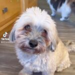 Marlee Matlin Instagram - He likes it! Desi likes matzah! #happypassover #matzah #havanese #asl