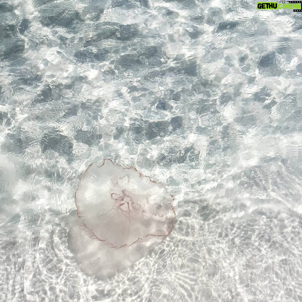 Marlon Jackson Instagram - Been in Destin with the family, a picture of a jellyfish we saw in the beautiful clear waters. #studypeace marlonjackson