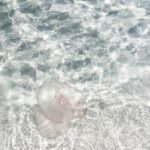 Marlon Jackson Instagram - Been in Destin with the family, a picture of a jellyfish we saw in the beautiful clear waters. #studypeace marlonjackson