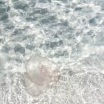 Marlon Jackson Instagram - A picture of a jellyfish I took a month ago when we were in Florida. Carol and I will continue to pray that those who were affected by Hurricane Matthew continue to get support to help them get back to their normal lifestyle. And those Matthew took from us our condolence to their families and may they rest in peace. #bekind carol jackson #studypeace marlonjackson