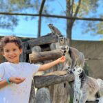 Marta Andrino Instagram - Os meus “primatas” a conhecerem e alimentarem os primos lemúres no @zoolagos. Que experiência incrível 🙏🏼 se os deixasse lá a dormir tinham adorado 😜