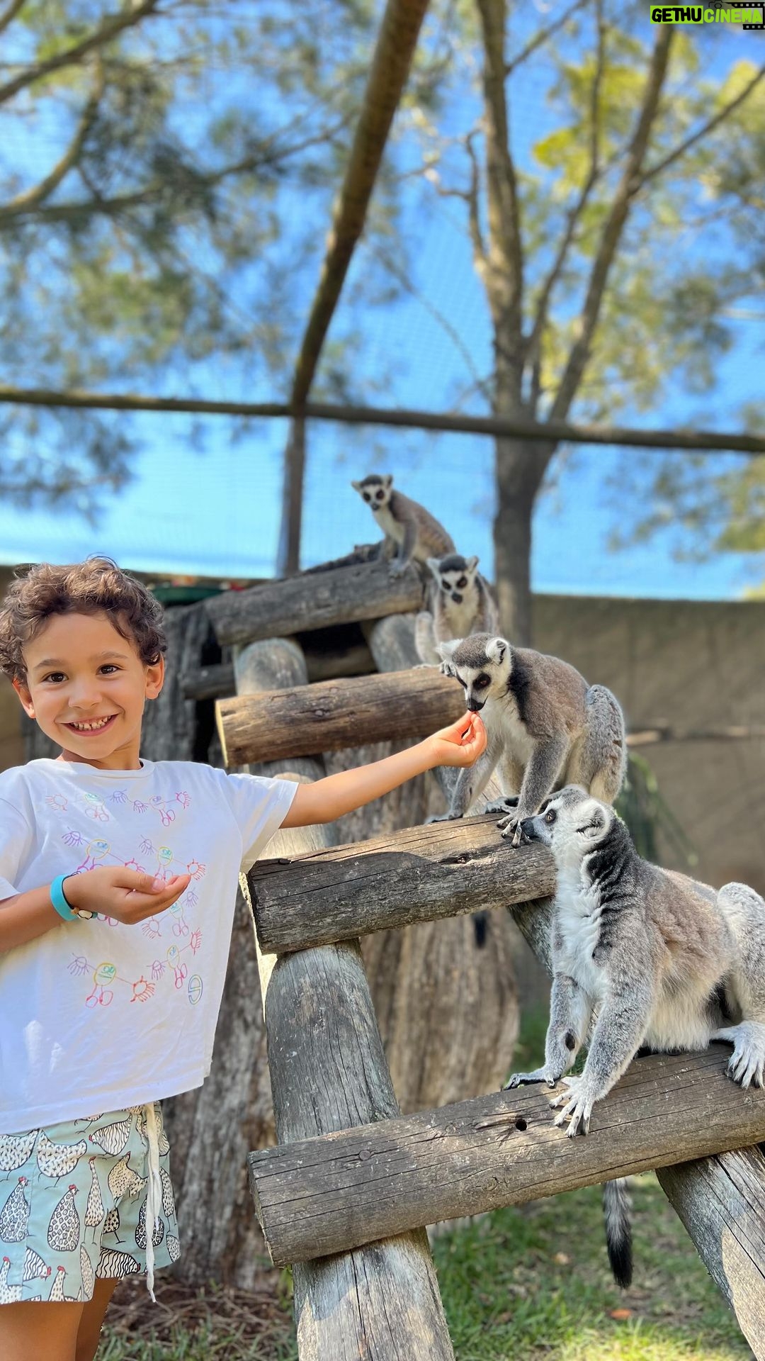 Marta Andrino Instagram - Os meus “primatas” a conhecerem e alimentarem os primos lemúres no @zoolagos. Que experiência incrível 🙏🏼 se os deixasse lá a dormir tinham adorado 😜