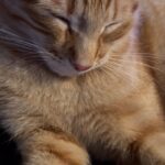 Marta Andrino Instagram - Que a vossa semana seja como a do nosso Corisco 🤣 🐈 #cat #catlife