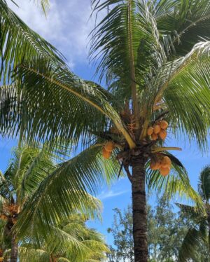Matilde Wagner Instagram - Mauritius 🐡🌺🦀