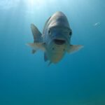 Matt Cedeño Instagram - Had a few epic snorkeling adventures with my main man…he was reaching 12 ft deep on our 2nd outing!💪🏽 #jcruz #cabo #chilenobay Chileno Bay Golf & Ocean Club