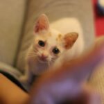 Meenal Sahu Instagram - ADOPTION POST Mac is 1month old, healthy male kitten. Iam Looking for a home for him where people LOVE Cats and can keep him safe He is Dewormed and Potty trained❤️ His vaccination is due next month. Very playful ,Naughty and adorable🥰 Please drop dms who wants to adopt him or can help me to find a home❤️ Please share. #catadoptionmumbai #catadoption #adoptakitten #adoptakitty #adoptdontshop #catadoptionpost #adoptacat