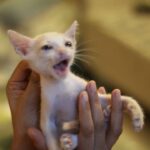 Meenal Sahu Instagram - ADOPTION POST Mac is 1month old, healthy male kitten. Iam Looking for a home for him where people LOVE Cats and can keep him safe He is Dewormed and Potty trained❤️ His vaccination is due next month. Very playful ,Naughty and adorable🥰 Please drop dms who wants to adopt him or can help me to find a home❤️ Please share. #catadoptionmumbai #catadoption #adoptakitten #adoptakitty #adoptdontshop #catadoptionpost #adoptacat