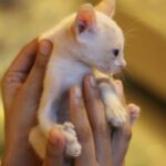 Meenal Sahu Instagram - ADOPTION POST Mac is 1month old, healthy male kitten. Iam Looking for a home for him where people LOVE Cats and can keep him safe He is Dewormed and Potty trained❤️ His vaccination is due next month. Very playful ,Naughty and adorable🥰 Please drop dms who wants to adopt him or can help me to find a home❤️ Please share. #catadoptionmumbai #catadoption #adoptakitten #adoptakitty #adoptdontshop #catadoptionpost #adoptacat