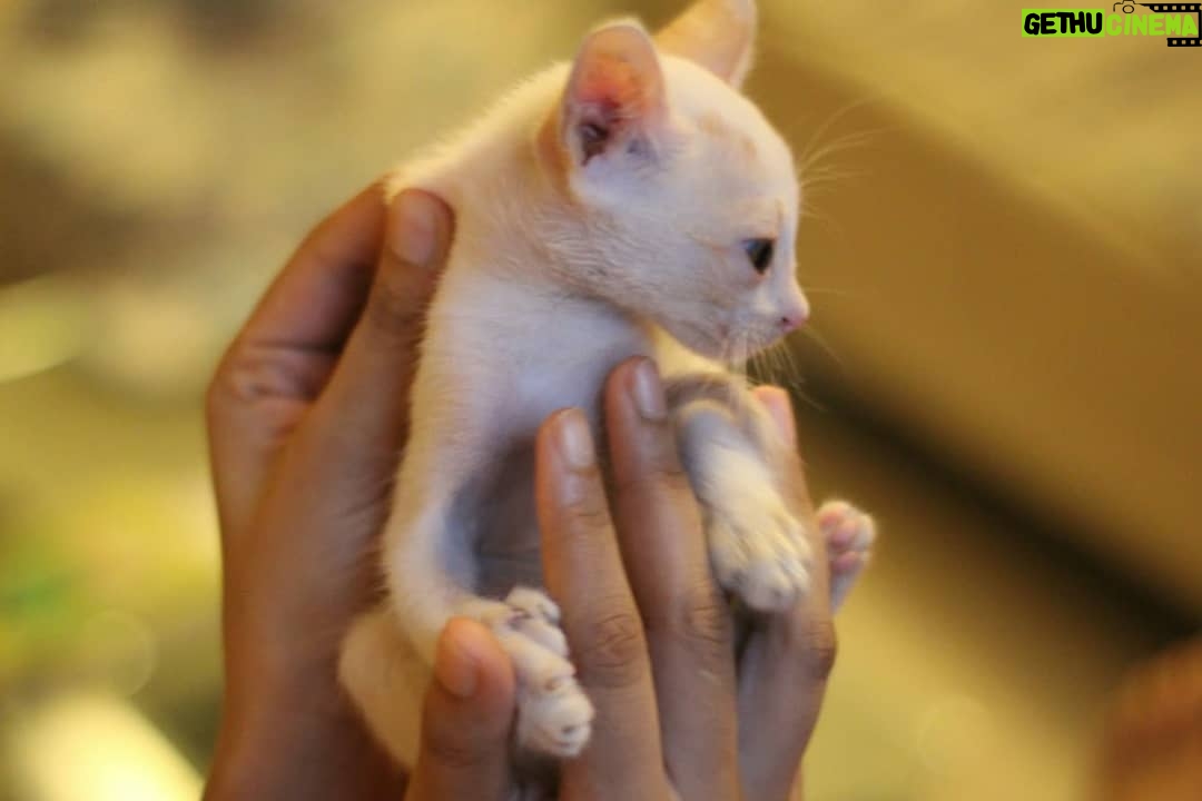 Meenal Sahu Instagram - ADOPTION POST Mac is 1month old, healthy male kitten. Iam Looking for a home for him where people LOVE Cats and can keep him safe He is Dewormed and Potty trained❤️ His vaccination is due next month. Very playful ,Naughty and adorable🥰 Please drop dms who wants to adopt him or can help me to find a home❤️ Please share. #catadoptionmumbai #catadoption #adoptakitten #adoptakitty #adoptdontshop #catadoptionpost #adoptacat