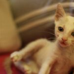 Meenal Sahu Instagram - ADOPTION POST Mac is 1month old, healthy male kitten. Iam Looking for a home for him where people LOVE Cats and can keep him safe He is Dewormed and Potty trained❤️ His vaccination is due next month. Very playful ,Naughty and adorable🥰 Please drop dms who wants to adopt him or can help me to find a home❤️ Please share. #catadoptionmumbai #catadoption #adoptakitten #adoptakitty #adoptdontshop #catadoptionpost #adoptacat