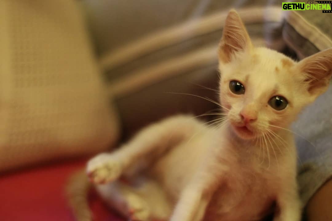 Meenal Sahu Instagram - ADOPTION POST Mac is 1month old, healthy male kitten. Iam Looking for a home for him where people LOVE Cats and can keep him safe He is Dewormed and Potty trained❤️ His vaccination is due next month. Very playful ,Naughty and adorable🥰 Please drop dms who wants to adopt him or can help me to find a home❤️ Please share. #catadoptionmumbai #catadoption #adoptakitten #adoptakitty #adoptdontshop #catadoptionpost #adoptacat