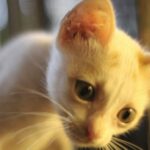 Meenal Sahu Instagram - ADOPTION POST Mac is 1month old, healthy male kitten. Iam Looking for a home for him where people LOVE Cats and can keep him safe He is Dewormed and Potty trained❤️ His vaccination is due next month. Very playful ,Naughty and adorable🥰 Please drop dms who wants to adopt him or can help me to find a home❤️ Please share. #catadoptionmumbai #catadoption #adoptakitten #adoptakitty #adoptdontshop #catadoptionpost #adoptacat