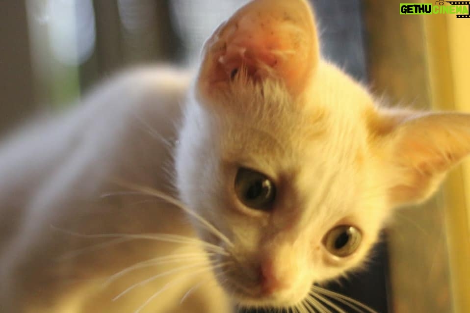 Meenal Sahu Instagram - ADOPTION POST Mac is 1month old, healthy male kitten. Iam Looking for a home for him where people LOVE Cats and can keep him safe He is Dewormed and Potty trained❤️ His vaccination is due next month. Very playful ,Naughty and adorable🥰 Please drop dms who wants to adopt him or can help me to find a home❤️ Please share. #catadoptionmumbai #catadoption #adoptakitten #adoptakitty #adoptdontshop #catadoptionpost #adoptacat
