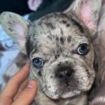 Meesha Garbett Instagram - My new puppy "COCO" what you think guys? She CUTE? #frenchbulldogpuppy #frenchiepuppy #frenchie #frenchielove #frenchbulldogworld #frenchbulldoglife #puppy #puppylove #puppylife #frenchiegram #frenchbulldog