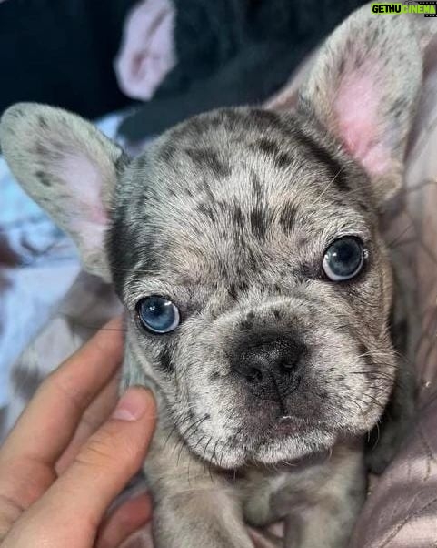 Meesha Garbett Instagram - My new puppy "COCO" what you think guys? She CUTE? #frenchbulldogpuppy #frenchiepuppy #frenchie #frenchielove #frenchbulldogworld #frenchbulldoglife #puppy #puppylove #puppylife #frenchiegram #frenchbulldog