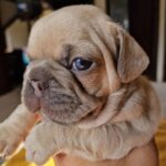 Meesha Garbett Instagram - My 6 babies! Which one is your favourite? 1.Hugo "The Boss" 2.Bully the Beast 3.Coco "Channel" 4.Bella Blue 5.Pinkie 6.Oreo Will be ready 23rd Sep for their new home 😢😢😢 Please DM for any questions #frenchbulldog #frenchbulldogsofinstagram #frenchbulldogpuppy #frenchbulldogpuppies #puppy #puppies #frenchie #frenchbulldogs #frenchbulldogworld #frenchbulldoglove #frenchbulldoglovers #frenchbulldoglife #frenchbulldogsofig #frenchiepuppy