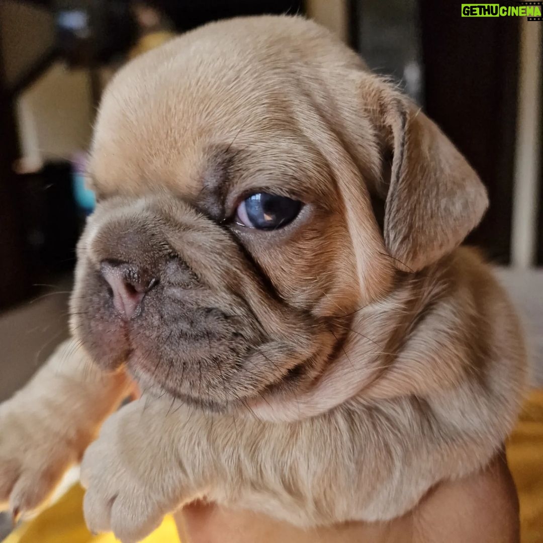 Meesha Garbett Instagram - My 6 babies! Which one is your favourite? 1.Hugo "The Boss" 2.Bully the Beast 3.Coco "Channel" 4.Bella Blue 5.Pinkie 6.Oreo Will be ready 23rd Sep for their new home π’π’π’ Please DM for any questions #frenchbulldog #frenchbulldogsofinstagram #frenchbulldogpuppy #frenchbulldogpuppies #puppy #puppies #frenchie #frenchbulldogs #frenchbulldogworld #frenchbulldoglove #frenchbulldoglovers #frenchbulldoglife #frenchbulldogsofig #frenchiepuppy
