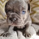 Meesha Garbett Instagram - My 6 babies! Which one is your favourite? 1.Hugo "The Boss" 2.Bully the Beast 3.Coco "Channel" 4.Bella Blue 5.Pinkie 6.Oreo Will be ready 23rd Sep for their new home 😢😢😢 Please DM for any questions #frenchbulldog #frenchbulldogsofinstagram #frenchbulldogpuppy #frenchbulldogpuppies #puppy #puppies #frenchie #frenchbulldogs #frenchbulldogworld #frenchbulldoglove #frenchbulldoglovers #frenchbulldoglife #frenchbulldogsofig #frenchiepuppy
